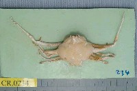 藏品(雙角轉軸蟹)的圖片